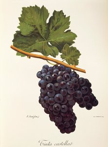 Atrament winogronowy Castellao autorstwa A. Kreyder autorstwa Alexis Kreyder