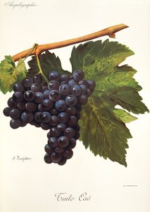 Winogrona Tinto Cao autorstwa A. Kreyder autorstwa Alexis Kreyder