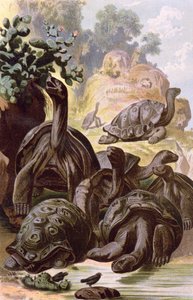 Gigantyczne żółwie z Wysp Galapagos, z podręcznika historii naturalnej, 1887