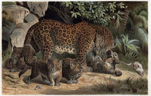Pantera i jej młode - Panthera z „Życia zwierząt Brehma” (rycina)