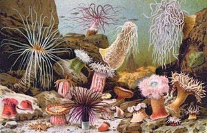 Ukwiały, z węgierskiej księgi historii naturalnej, ok. 1900