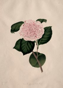 Ilustracje i opisy... naturalnego rzędu Camellieae: nr 41 autorstwa Alfred Chandler