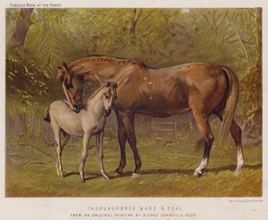Klacz pełnej krwi i źrebię (kolor lito) autorstwa Alfred Chantrey Corbould