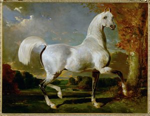 Etalon Arabe - Arabskiej krwi ... autorstwa Alfred Dedreux or de Dreux