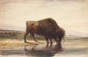 Bull Buffalo, c.1837 (akwarela na papierze) autorstwa Alfred Jacob Miller