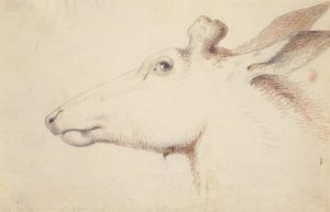 Jeleń kanadyjski. c.1837 (rysunek) autorstwa Alfred Jacob Miller