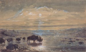 Scena nocna, Bawoły na prerii, ok. 1837 (akwarela na papierze)