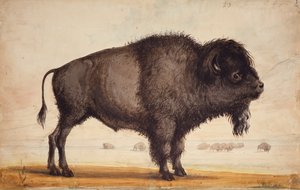 Pachnąc bryzą, ok. 1837 (akwarela na papierze) autorstwa Alfred Jacob Miller