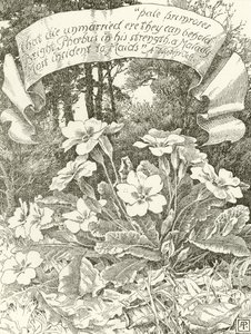 Blade Primroses (grawiura) autorstwa Alfred Parsons