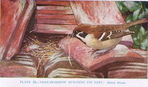 Wróbel budujący swoje gniazdo, ilustracja z British Birds autorstwa Kirkmana und Jourdain, 1966