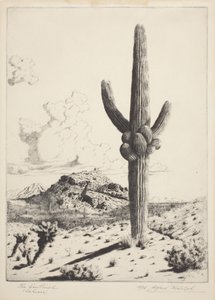 Strażnik (Sahuaro) (akwaforta i akwatinta) autorstwa Alfred Rudolph Waud