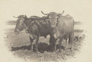  autorstwa Alfred Stieglitz