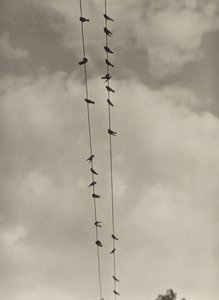 Ptaki autorstwa Alfred Stieglitz