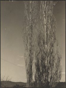 [Umierające topole, jezioro George]. autorstwa Alfred Stieglitz