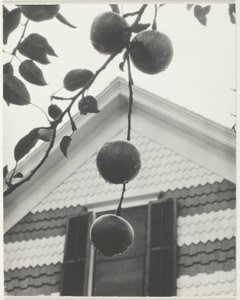 Szczyt i jabłka autorstwa Alfred Stieglitz