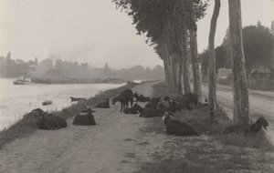 Kozy pod Paryżem autorstwa Alfred Stieglitz