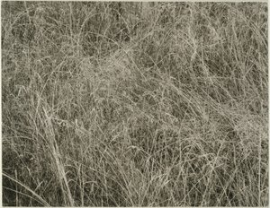 Trawa autorstwa Alfred Stieglitz