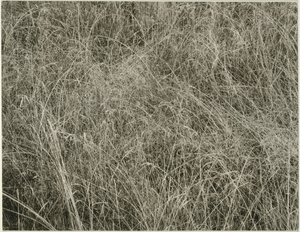 Trawa, 1933. autorstwa Alfred Stieglitz