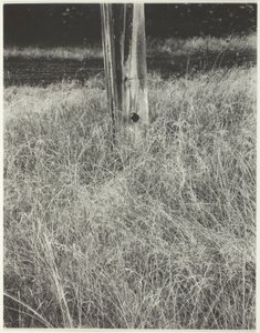Trawa i maszt autorstwa Alfred Stieglitz