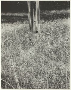 Trawa i maszt, 1933. autorstwa Alfred Stieglitz