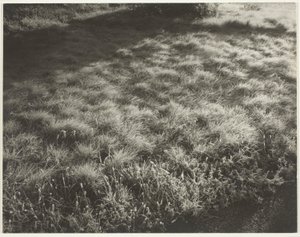 Trawa i mróz autorstwa Alfred Stieglitz