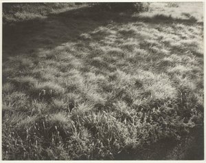 Trawa i mróz, 1934. autorstwa Alfred Stieglitz