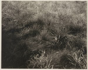 Trawy autorstwa Alfred Stieglitz