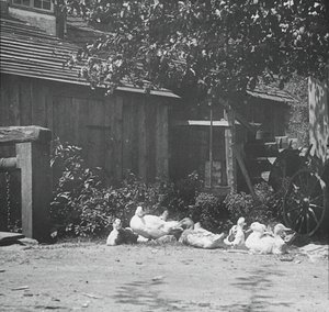 Gutach, 1894. autorstwa Alfred Stieglitz