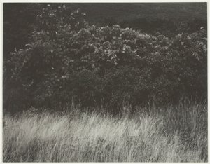 Żywopłot i Trawy - Jezioro George autorstwa Alfred Stieglitz
