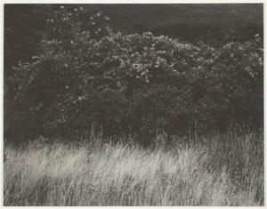 Żywopłot i Trawy - Lake George, 1933. autorstwa Alfred Stieglitz