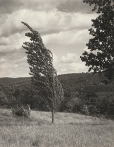 Poplar — Jezioro George autorstwa Alfred Stieglitz