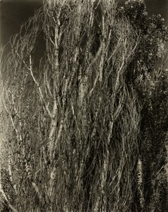 Topole – Jezioro George autorstwa Alfred Stieglitz