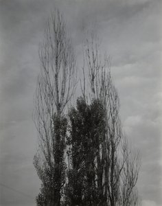 Topole — Jezioro George autorstwa Alfred Stieglitz