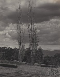 Topole — Jezioro George autorstwa Alfred Stieglitz