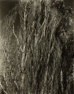 Topole – Jezioro George autorstwa Alfred Stieglitz