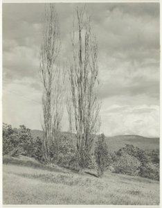 Topole – Jezioro George autorstwa Alfred Stieglitz