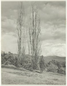 Topole — Lake George, 1935. autorstwa Alfred Stieglitz