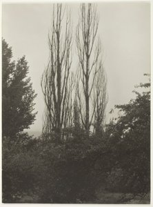 Topole - Jezioro George autorstwa Alfred Stieglitz