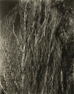 Topole - Jezioro George autorstwa Alfred Stieglitz
