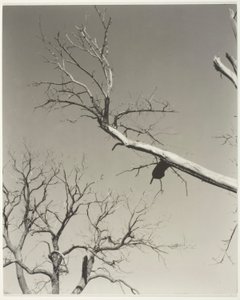 Umierający kasztanowiec - mój nauczyciel autorstwa Alfred Stieglitz