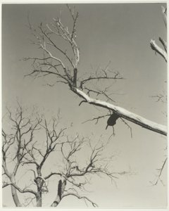 Umierający kasztanowiec - mój nauczyciel autorstwa Alfred Stieglitz