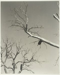 Umierający kasztan — mój nauczyciel, 1927. autorstwa Alfred Stieglitz