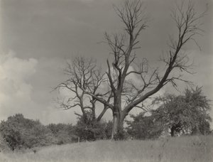  autorstwa Alfred Stieglitz