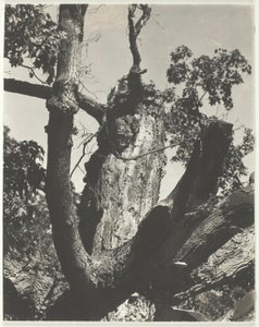 Stary klon — jezioro George autorstwa Alfred Stieglitz