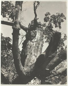 Stary klon - Lake George, 1926. autorstwa Alfred Stieglitz