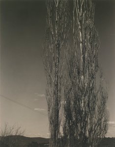 Dwie topole, jezioro George autorstwa Alfred Stieglitz