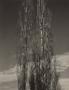 „Dwie topole”, jezioro George autorstwa Alfred Stieglitz