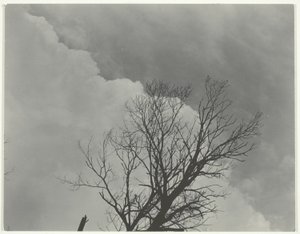 Zestaw drzew 3 autorstwa Alfred Stieglitz