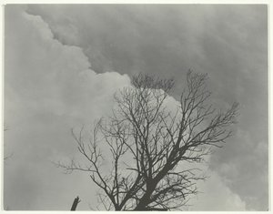 Zestaw drzew 3, ok. 1924. autorstwa Alfred Stieglitz