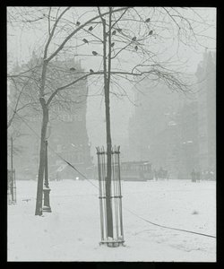 Drzewo w śniegu, Nowy Jork autorstwa Alfred Stieglitz